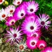 Месембриантемум Mesembryanthemum criniflorum – Саксийни и градински цветя