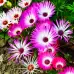 Месембриантемум Mesembryanthemum criniflorum – Саксийни и градински цветя