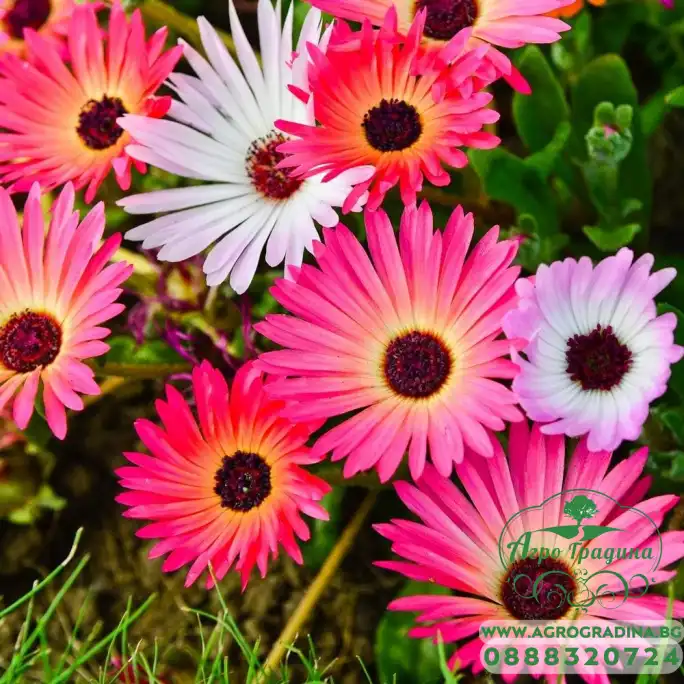 Месембриантемум Mesembryanthemum criniflorum