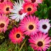 Месембриантемум Mesembryanthemum criniflorum – Саксийни и градински цветя