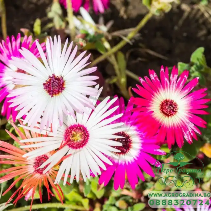 Месембриантемум Mesembryanthemum criniflorum