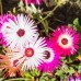 Месембриантемум Mesembryanthemum criniflorum – Саксийни и градински цветя