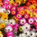 Месембриантемум Mesembryanthemum criniflorum – Саксийни и градински цветя