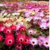 Месембриантемум Mesembryanthemum criniflorum