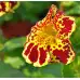 Мимулус Mimulus tigrinus