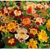 Мимулус Mimulus tigrinus