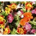 Мимулус Mimulus tigrinus