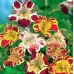 Мимулус Mimulus tigrinus