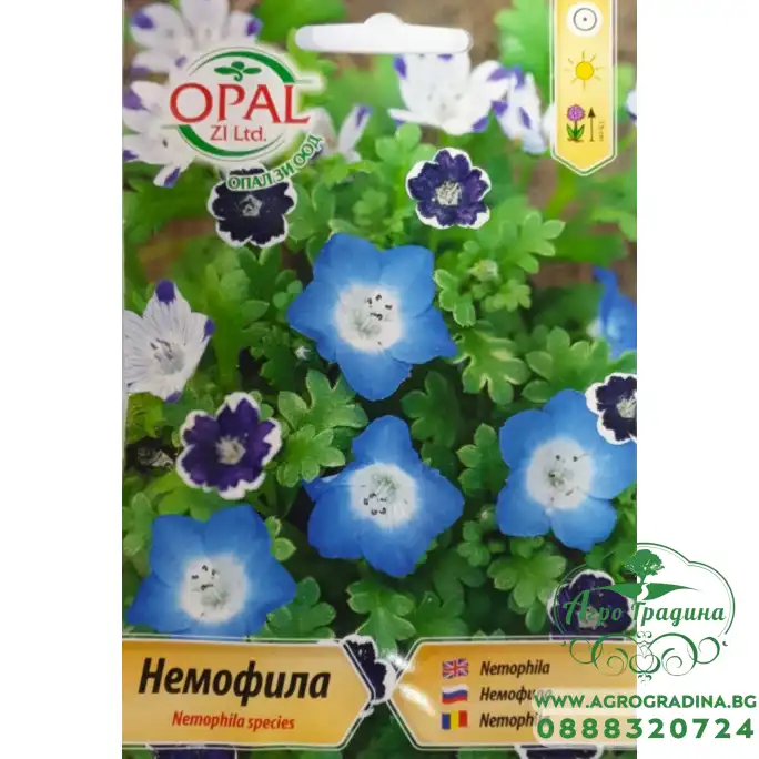 Немофила Микс Nemophila species