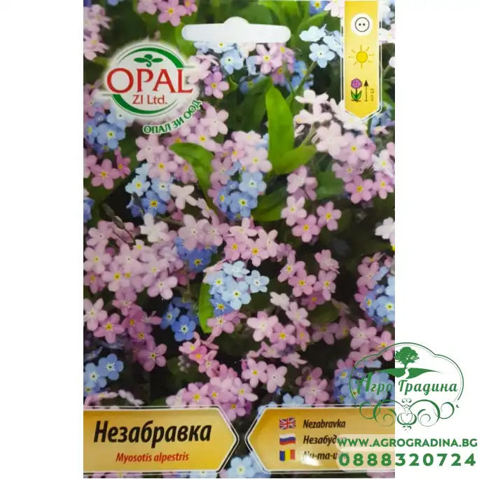 Незабравка Myosotis alpestris