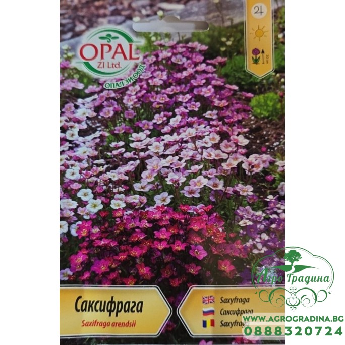 Саксифрага Saxifraga arendsii