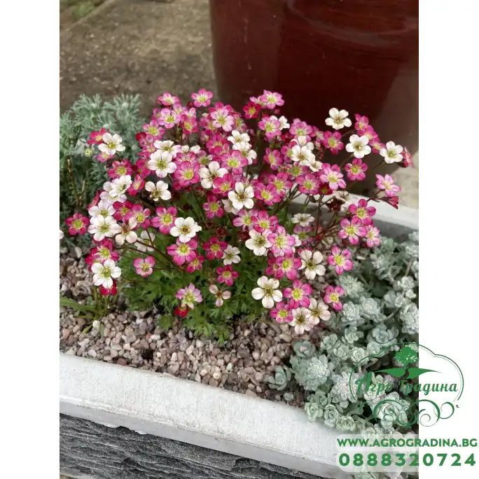 Саксифрага Saxifraga arendsii