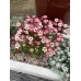 Саксифрага Saxifraga arendsii – Саксийни и градински цветя