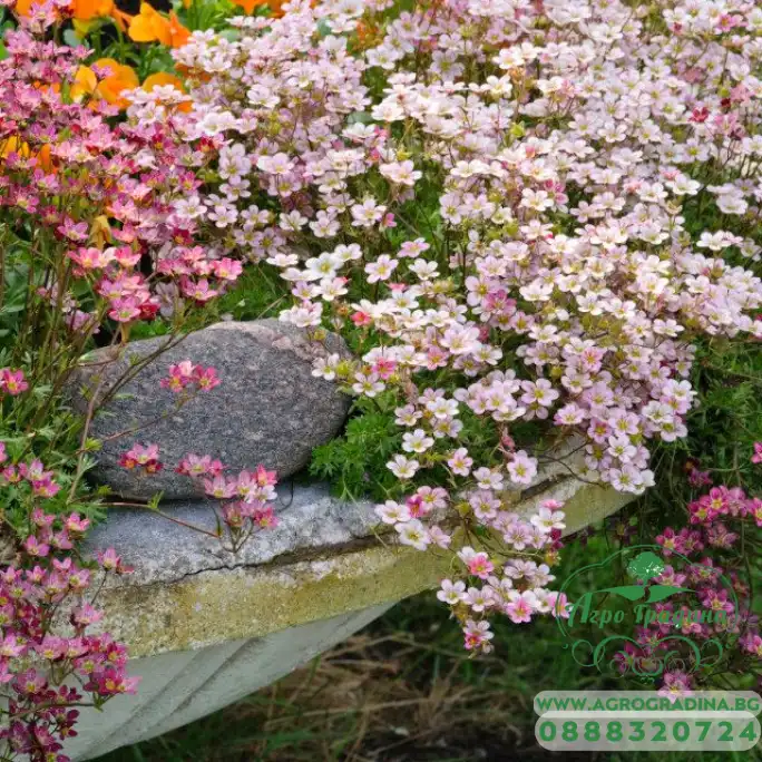 Саксифрага Saxifraga arendsii