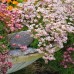 Саксифрага Saxifraga arendsii – Саксийни и градински цветя