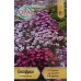 Саксифрага Saxifraga arendsii – Саксийни и градински цветя