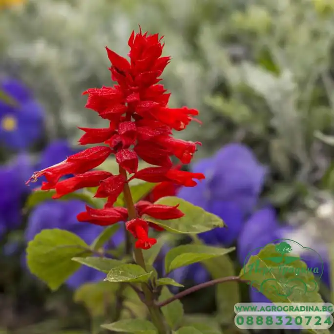 Салвия (Пламък) Salvia splendens