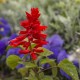 Салвия (Пламък) / Salvia splendens