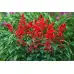 Салвия (Пламък) Salvia splendens