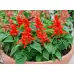 Салвия (Пламък) Salvia splendens