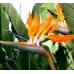 Стрелиция Strelizia reginae