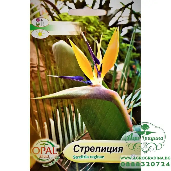 Стрелиция Strelizia reginae