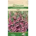 Напръсник Лилав Foxy Digitalis purpurea