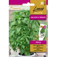 Стевия / Stevia rebaudiana