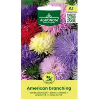 Астри Микс Американ Брънчинг Callistephus chinensis L Ness American branching