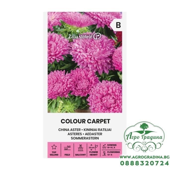 Астри Циклама Цветен килим Callistephus chinensis L Ness Colour Carpet