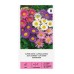 Астри Алпийски Микс Aster alpinus L – Саксийни и градински цветя