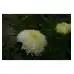 Астри Жълти Паеони Callistephus chinensis L Ness Paeony
