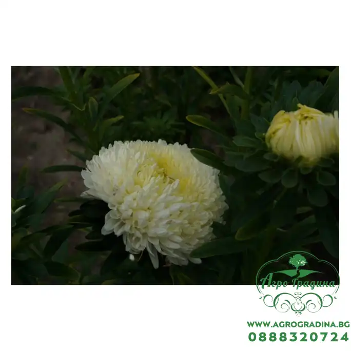 Астри Жълти Паеони Callistephus chinensis L Ness Paeony Астри Жълти Паеони Callistephus chinensis L Ness Paeony