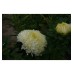 Астри Жълти Паеони Callistephus chinensis L Ness Paeony – Саксийни и градински цветя