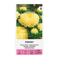 Астри Паеони Жълти / Callistephus chinensis (L) Ness 