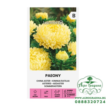 Астри Паеони Жълти / Callistephus chinensis (L) Ness 