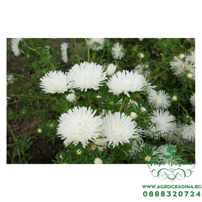 Астри Бели Игловидни Уникум Callistephus chinensis L Ness Unicum Астри Бели Игловидни Уникум Callistephus chinensis L Ness Unicum
