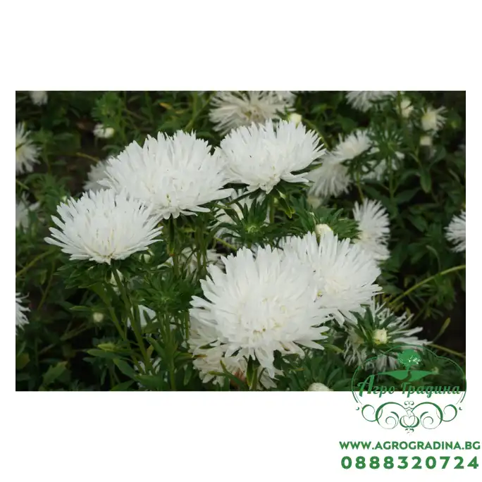Астри Бели Игловидни Уникум Callistephus chinensis L Ness Unicum Астри Бели Игловидни Уникум Callistephus chinensis L Ness Unicum