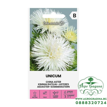 Астри Бели Игловидни Уникум Callistephus chinensis L Ness Unicum