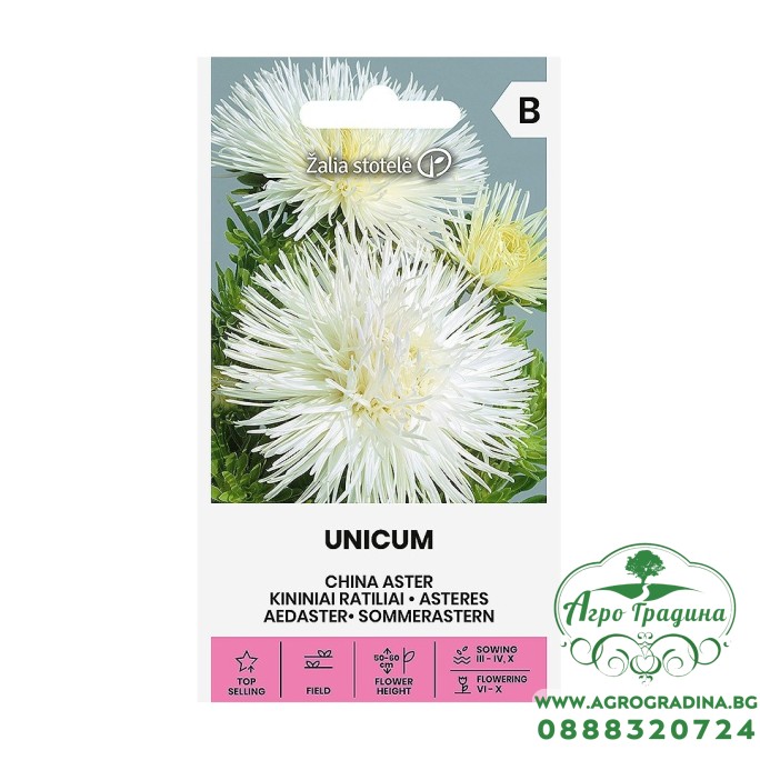 Астри Бели Игловидни Уникум Callistephus chinensis L Ness Unicum