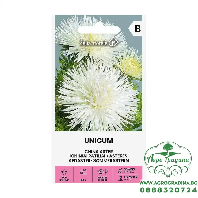 Астри Бели Игловидни Уникум Callistephus chinensis L Ness Unicum