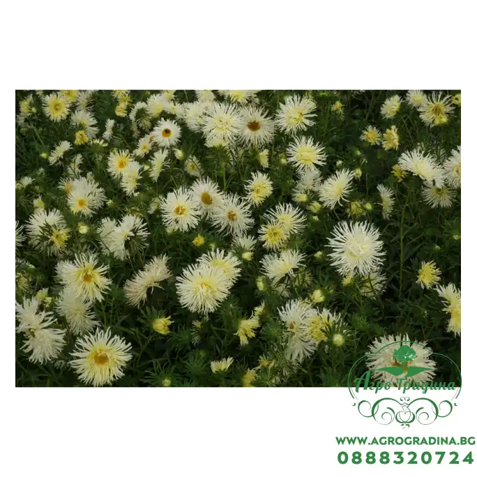 Астри Жълти Игловидни Уникум Callistephus chinensis L Ness Unicum