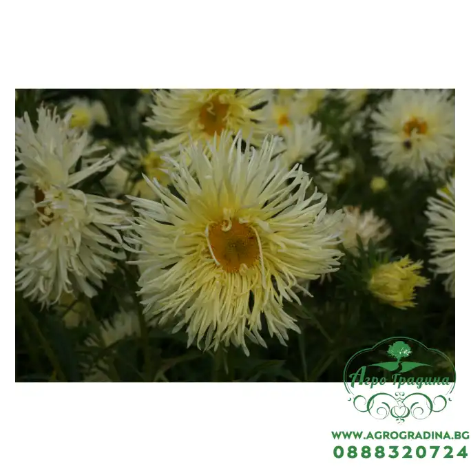 Астри Жълти Игловидни Уникум Callistephus chinensis L Ness Unicum