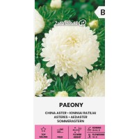 Астри Бели Паеони Callistephus chinensis (L.) Ness Paeony white