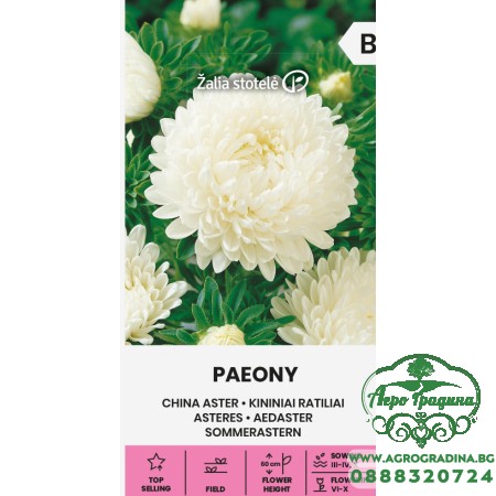 Астри Бели Паеони Callistephus chinensis (L.) Ness Paeony white