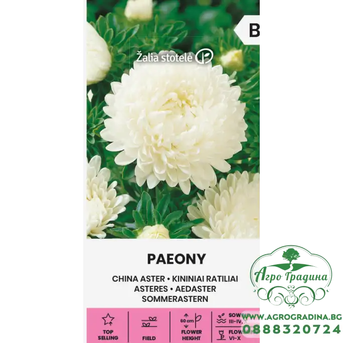 Астри Бели Паеони Callistephus chinensis (L.) Ness Paeony white