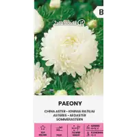 Астри Бели Паеони Callistephus chinensis (L.) Ness Paeony white