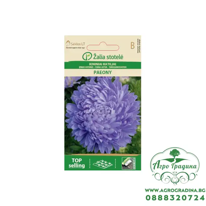 Астри Паеони Виолет Callistephus chinensis L Paeony Астри Паеони Виолет Callistephus chinensis L Paeony