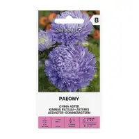Астри Паеони Виолет Callistephus chinensis L Paeony 