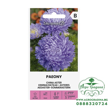 Астри Паеони Виолет Callistephus chinensis L Paeony 